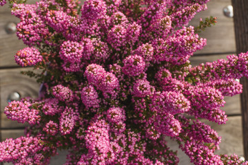 Heather violet flowers in a full bloom