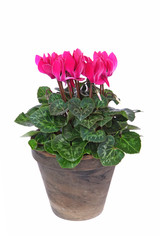 Mini Cyclamens en pot