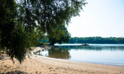 Trauerweiden am Rheinufer