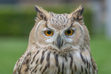 Eagle owl close up, bird of prey