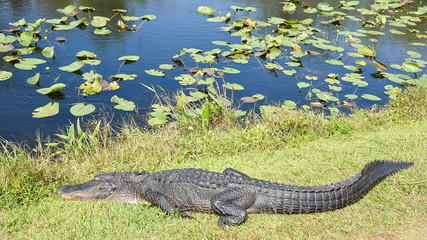 Alligator in Everglades National Park