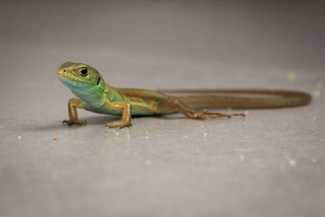 Portrait einer Echten Eidechse (Lacertidae)