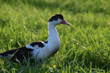 goose walking and grazing the grass