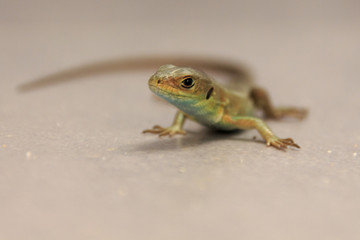 Portrait einer Echten Eidechse (Lacertidae)