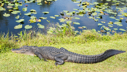 Alligator sleeping