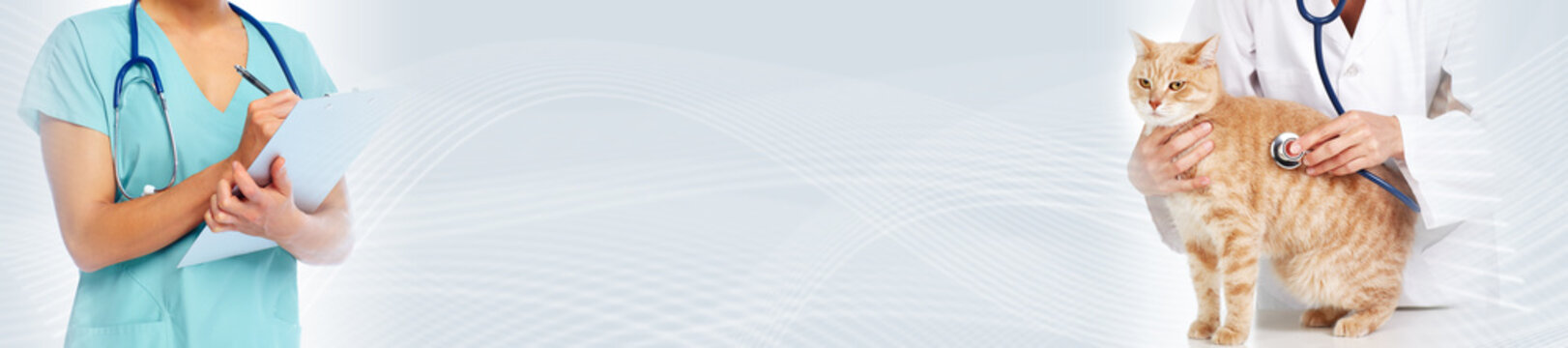 Cat and veterinarian doctor