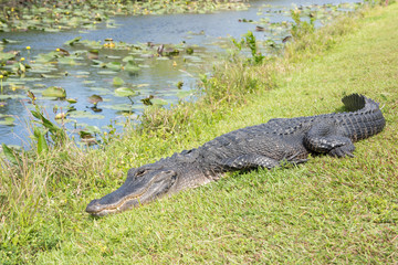 Alligator chilling near grass