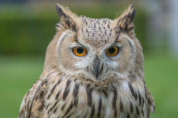 Eagle owl close up, bird of prey