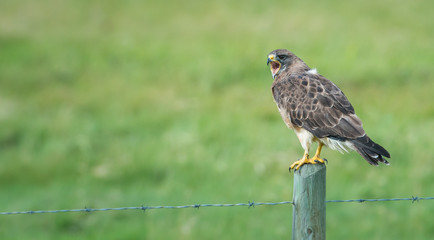 Hawk
