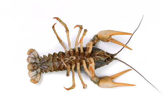 Crayfish living in a river, on a white background