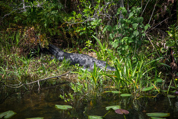 Alligator sleeping by water