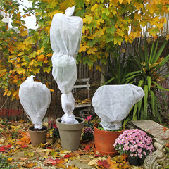 Voile d'hivernage sur plantes en pots