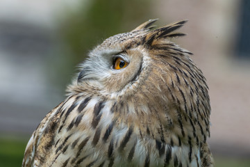 Eagle owl close up, bird of prey