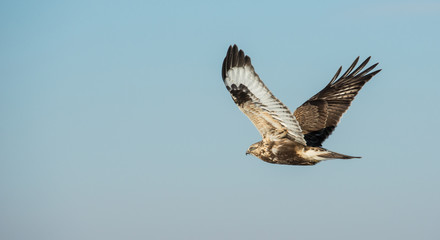 Hawk
