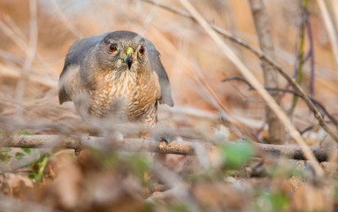 Hawk
