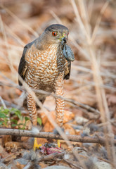 bird