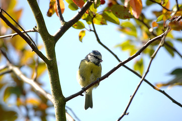 Blaumeise sitzt in einem Baum