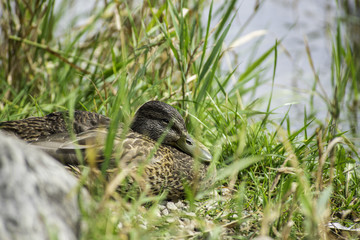 Duck
