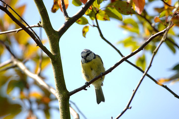 Blaumeise sitzt in einem Baum