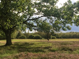 Naturlandschaft in der Lüneburger Heide