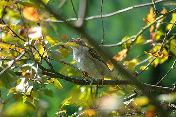 Sperling sitzt in einem Baum