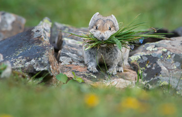 Pika