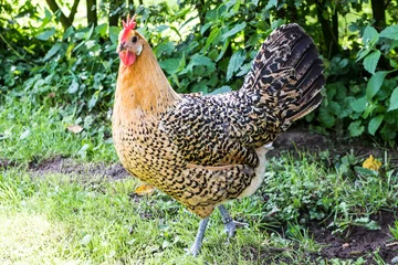 Tischdecke Barnevelder © John Hofboer