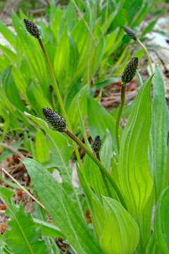 Heilpflanze Spitzwegerich Plantago Lanceolata w&auml;chst drau&szlig;en gro&szlig;e frische gr&uuml;ne Bl&auml;tter