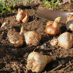 Plantation de bulbes de narcisses