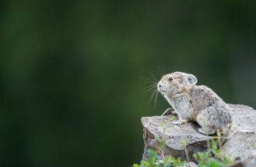 Pika