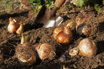 Plantation de bulbes de narcisses