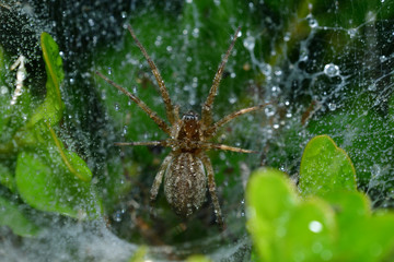 spider spinds his web in the tree