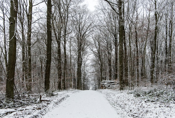 winter landscape in the forest