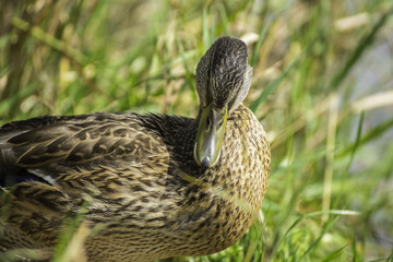 Duck