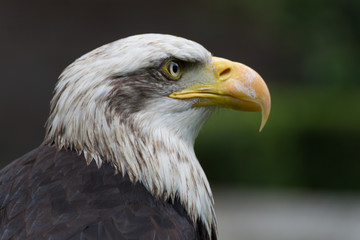 Bald eagle close up, bird of prey