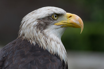 Bald eagle close up, bird of prey