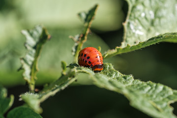 the larva of the Colorado potato beetle