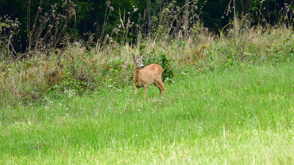 roe grazing on the meadow