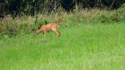 roe grazing on the meadow