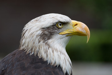 Bald eagle close up, bird of prey