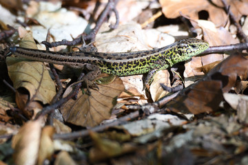 sand lizard in the forest camouflage