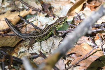 Saurian Lizard in the forest camouflage 