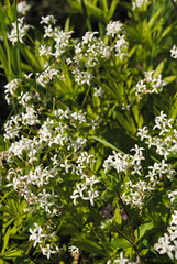 Galium odoratum