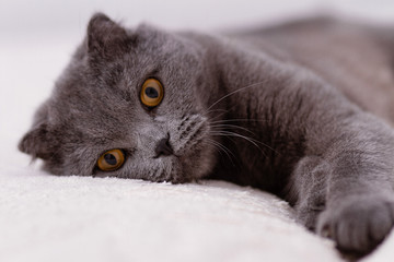 Portrait grey cat breed of Scottish Fold lop-eared.