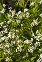 Galium odoratum
