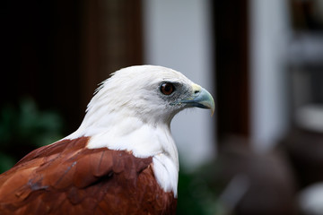 eagle, Philippines
