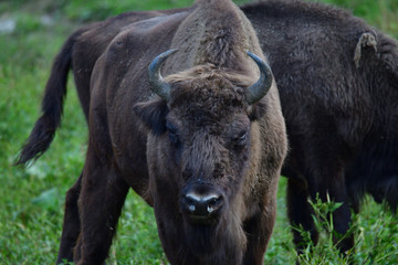 Fototapeta premium Eurpean bison on the forest sand 