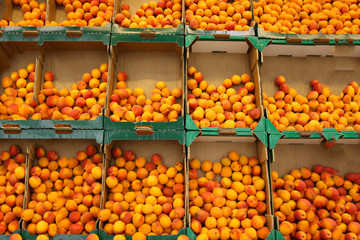Peaches and apricots