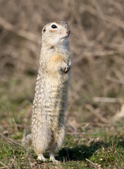 Naklejka na ściany i meble ground squirrel stands on the ground in funny pose.