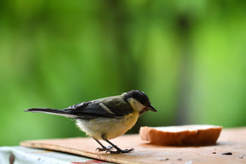 Obraz premium blue titmouse eats seeds in the fodder rack 